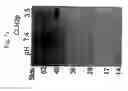 Fig. 08 - Methods of treating a deficiency of functional tripeptidyl peptidase I (CLN2) protein