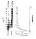 Fig. 09 - Methods of treating a deficiency of functional tripeptidyl peptidase I (CLN2) protein