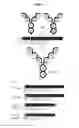 Fig. 02 - DUAL VARIABLE DOMAIN IMMUNOGLOBULINS AND USES THEREOF