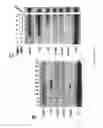 Fig. 03 - Wise/Sost nucleic acid sequences and amino acid sequences