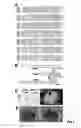 Fig. 04 - Wise/Sost nucleic acid sequences and amino acid sequences
