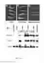 Fig. 09 - Wise/Sost nucleic acid sequences and amino acid sequences