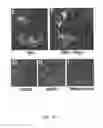 Fig. 10 - Wise/Sost nucleic acid sequences and amino acid sequences