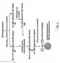 Fig. 05 - INFLUENZA VIRUS COMPOSITIONS AND METHODS FOR UNIVERSAL VACCINES