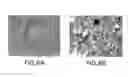 Fig. 09 - Methods and compositions for immunizing against infection