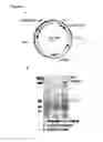Fig. 02 - Compositions and methods for prevention of escape mutation in the treatment of Her2/neu over-expressing tumors