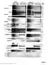 Fig. 06 - METHOD OF DETERMINING SENSITIVITY OF HUMAN OR NON-HUMAN ANIMAL CELLS TO AN IAP ANTAGONIST