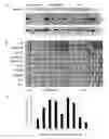 Fig. 01 - METHODS AND COMPOSITIONS TO IDENTIFY INCREASED RISK OF BREAST CANCER BY DETECTION OF CPG ISLAND METHYLATOR PHENOTYPE (CIMP)