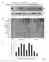 Fig. 02 - METHODS AND COMPOSITIONS TO IDENTIFY INCREASED RISK OF BREAST CANCER BY DETECTION OF CPG ISLAND METHYLATOR PHENOTYPE (CIMP)