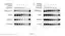 Fig. 02 - Isolated nucleic acid encoding an antibody which specifically binds to PCSK9 and a host cell that produces the antibody