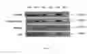 Fig. 06 - Isolated nucleic acid encoding an antibody which specifically binds to PCSK9 and a host cell that produces the antibody