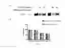 Fig. 08 - Isolated nucleic acid encoding an antibody which specifically binds to PCSK9 and a host cell that produces the antibody