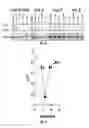 Fig. 30 - Linked Myc-max small molecule inhibitors