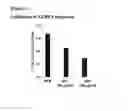 Fig. 08 - COMPOSITIONS FOR INHIBITING GENE EXPRESSION AND USES THEREOF