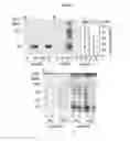 Fig. 02 - Methods and compositions for treating complications of diabetes and vascular diseases using flavones
