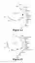 Fig. 11 - Enzymes and methods for producing omega-3 fatty acids