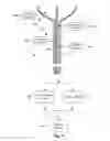 Fig. 06 - SYSTEM AND METHOD FOR REGULATING COOLANT FLOW THROUGH A CATHETER AND AN EXPANSION ELEMENT OF A CRYOABLATION SYSTEM