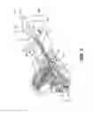 Fig. 02 - Method and apparatus for endoscopic ligament release