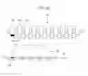 Fig. 12 - Exposure apparatus including the exposure head and control method thereof