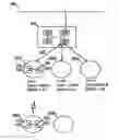 Fig. 01 - Wireless macro cell overlay