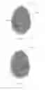 Fig. 06 - Unique, repeatable, and compact biometric identifier