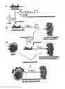 Fig. 01 - Production of Targeted MRI Probes by Biocompatible Coupling of Macromolecules with Charged Nanoparticles