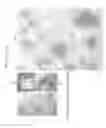 Fig. 02 - Cardiac stem cells and methods for isolation of same