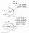 Fig. 02 - Production of Biologically Active Proteins