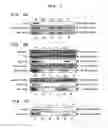 Fig. 04 - Production of Biologically Active Proteins