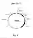Fig. 02 - Multi plasmid system for the production of influenza virus