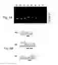Fig. 06 - Multi plasmid system for the production of influenza virus