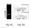 Fig. 07 - Multi plasmid system for the production of influenza virus