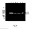 Fig. 41 - Multi plasmid system for the production of influenza virus