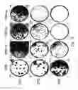 Fig. 51 - Multi plasmid system for the production of influenza virus