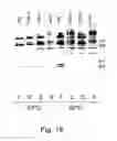 Fig. 52 - Multi plasmid system for the production of influenza virus