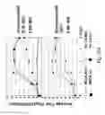 Fig. 53 - Multi plasmid system for the production of influenza virus