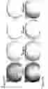 Fig. 03 - STRUCTURED SILVER-MESOPOROUS SILICA NANOPARTICLES HAVING ANTIMICROBIAL ACTIVITY