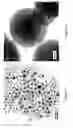 Fig. 08 - STRUCTURED SILVER-MESOPOROUS SILICA NANOPARTICLES HAVING ANTIMICROBIAL ACTIVITY