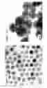Fig. 13 - STRUCTURED SILVER-MESOPOROUS SILICA NANOPARTICLES HAVING ANTIMICROBIAL ACTIVITY