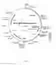 Fig. 04 - EXPRESSION OF NEUROPEPTIDES IN MAMMALIAN CELLS