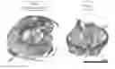 Fig. 01 - Therapeutic agent for spinal cord injuries