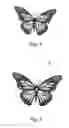 Fig. 02 - Decorative Winged Insects and Methods of Making Decorative Winged Insects