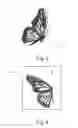 Fig. 03 - Decorative Winged Insects and Methods of Making Decorative Winged Insects