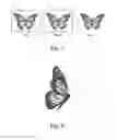 Fig. 05 - Decorative Winged Insects and Methods of Making Decorative Winged Insects