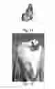 Fig. 07 - Decorative Winged Insects and Methods of Making Decorative Winged Insects