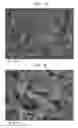 Fig. 06 - Belt-creped, variable local basis weight multi-ply sheet with cellulose microfiber prepared with perforated polymeric belt