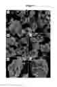 Fig. 02 - MAGNETIC NANOFLAKES