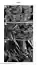 Fig. 03 - MAGNETIC NANOFLAKES