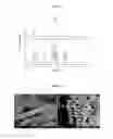 Fig. 10 - MAGNETIC NANOFLAKES