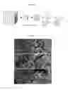 Fig. 12 - MAGNETIC NANOFLAKES